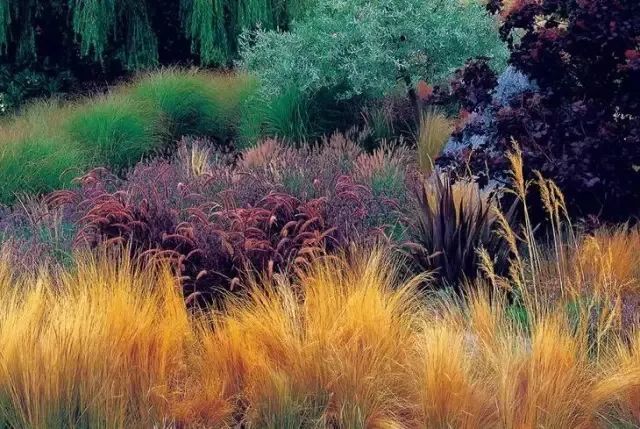 观赏草|秋季观赏草…