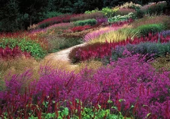 观赏草|秋季观赏草…