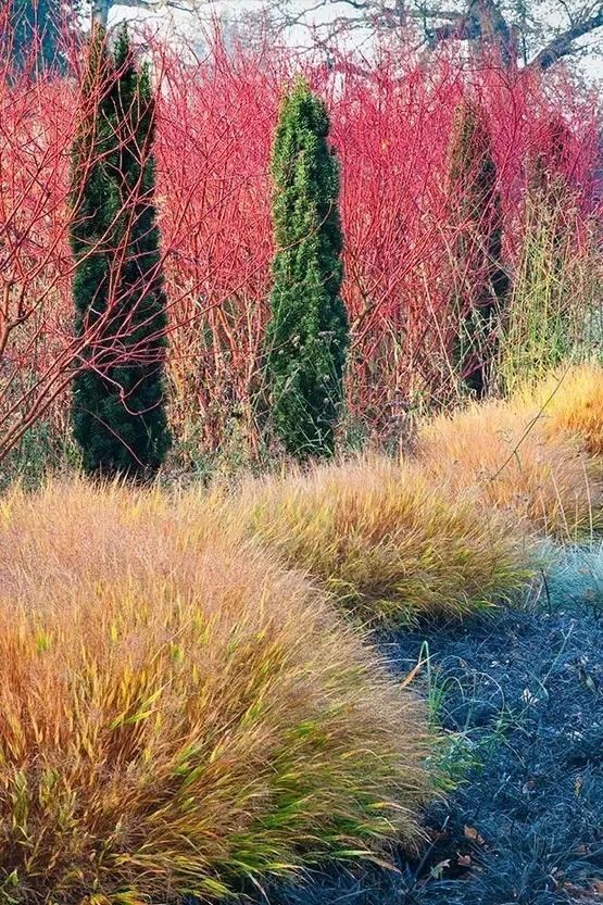 观赏草|秋季观赏草…