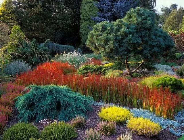 观赏草|秋季观赏草…