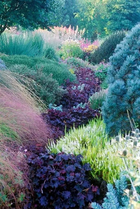 观赏草|秋季观赏草…