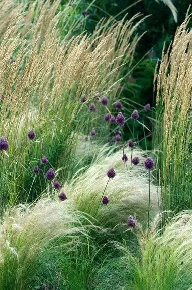 观赏草|秋季观赏草…