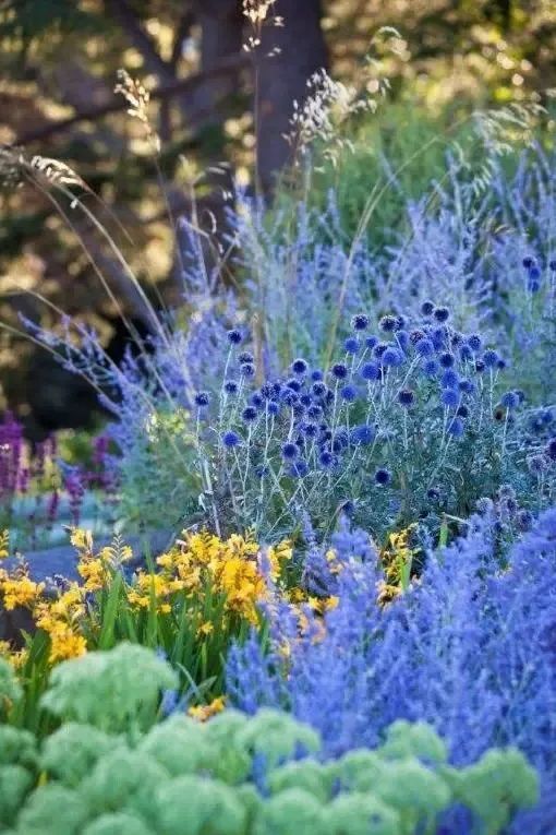 观赏草|秋季观赏草…