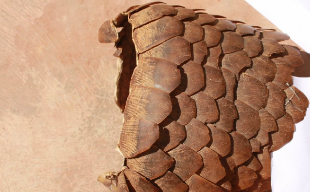 穿山甲|穿山甲：拿我熬药就算了，还要做盔甲？明代它是高级铠甲原材料