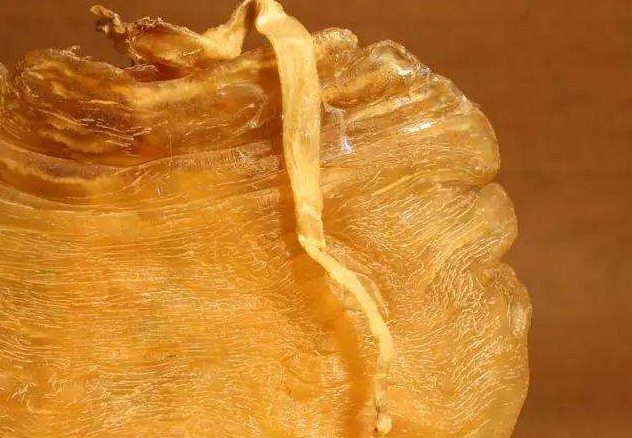 穿山甲|穿山甲：拿我熬药就算了，还要做盔甲？明代它是高级铠甲原材料