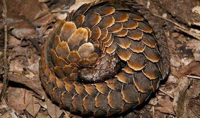 穿山甲|穿山甲：拿我熬药就算了，还要做盔甲？明代它是高级铠甲原材料