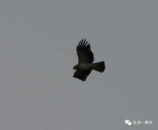 成都|蹲了11天，守到了千猛日！