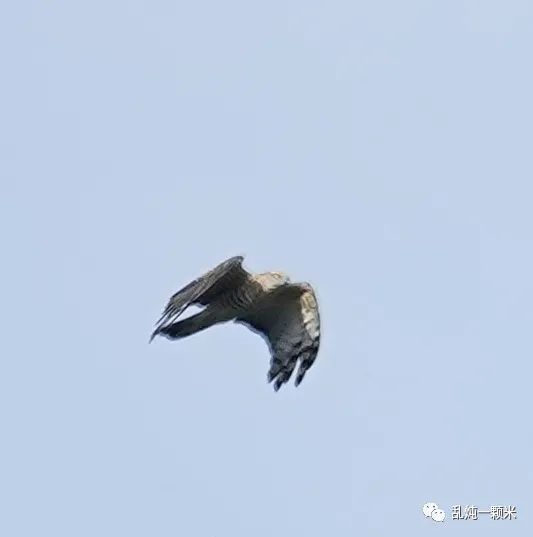 成都|蹲了11天，守到了千猛日！