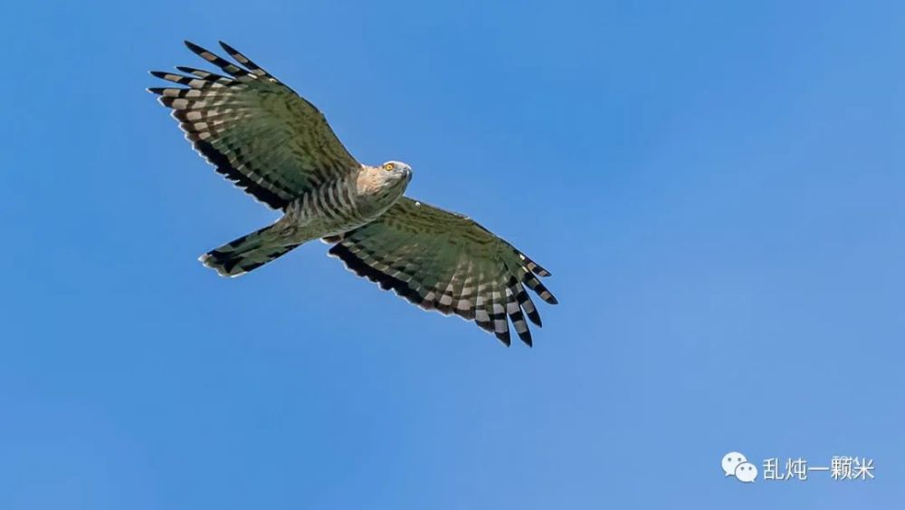 成都|蹲了11天，守到了千猛日！