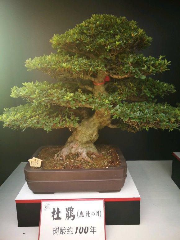 盆景|为何日本的盆景与中国有“百年之差”？是历史之劫，也是金钱之祸