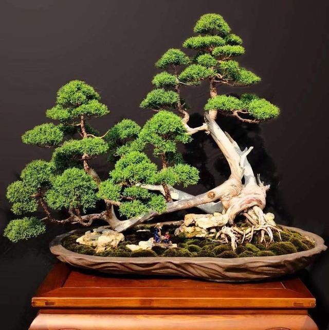 盆景|为何日本的盆景与中国有“百年之差”？是历史之劫，也是金钱之祸