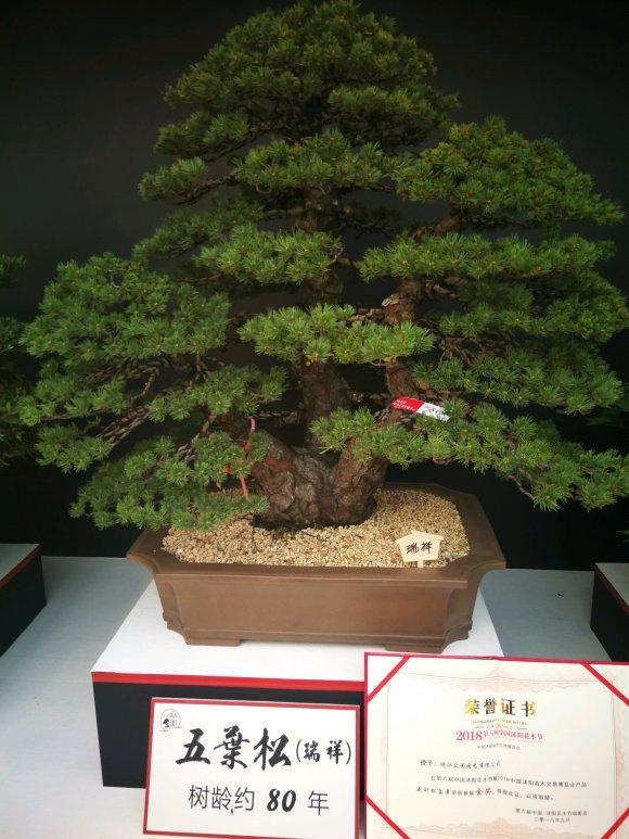 盆景|为何日本的盆景与中国有“百年之差”？是历史之劫，也是金钱之祸