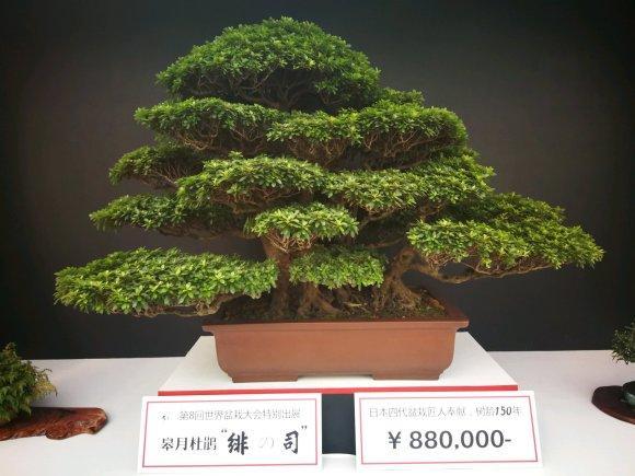 盆景|为何日本的盆景与中国有“百年之差”？是历史之劫，也是金钱之祸