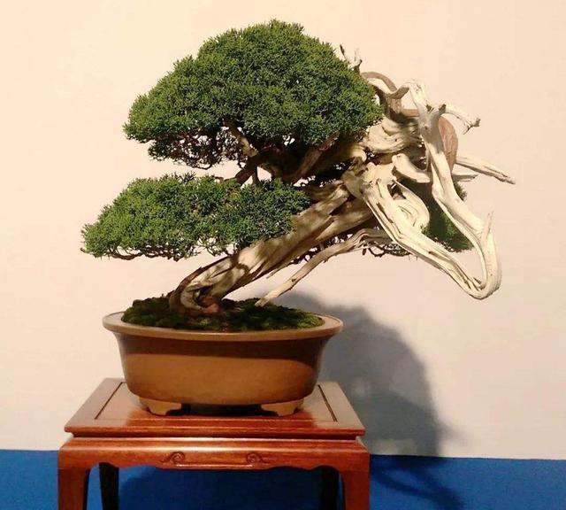 盆景|为何日本的盆景与中国有“百年之差”？是历史之劫，也是金钱之祸