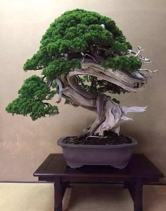 盆景|为何日本的盆景与中国有“百年之差”？是历史之劫，也是金钱之祸