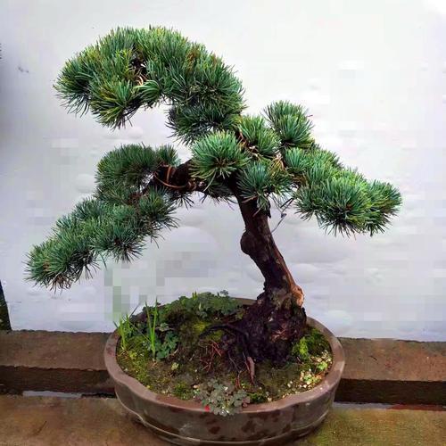 盆景|为何日本的盆景与中国有“百年之差”？是历史之劫，也是金钱之祸