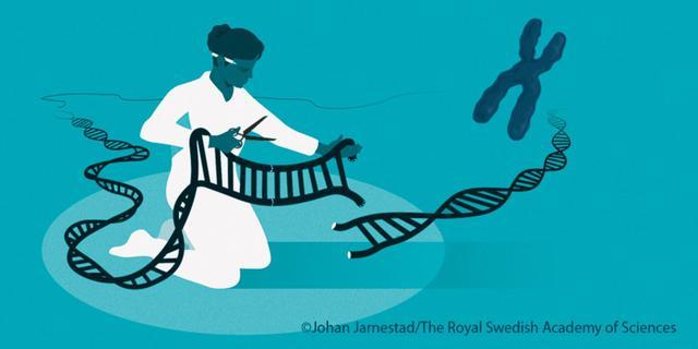 诺贝尔化学奖|诺贝尔化学奖颁给2位欧美女生物学家，基因魔剪有望攻克医学难题