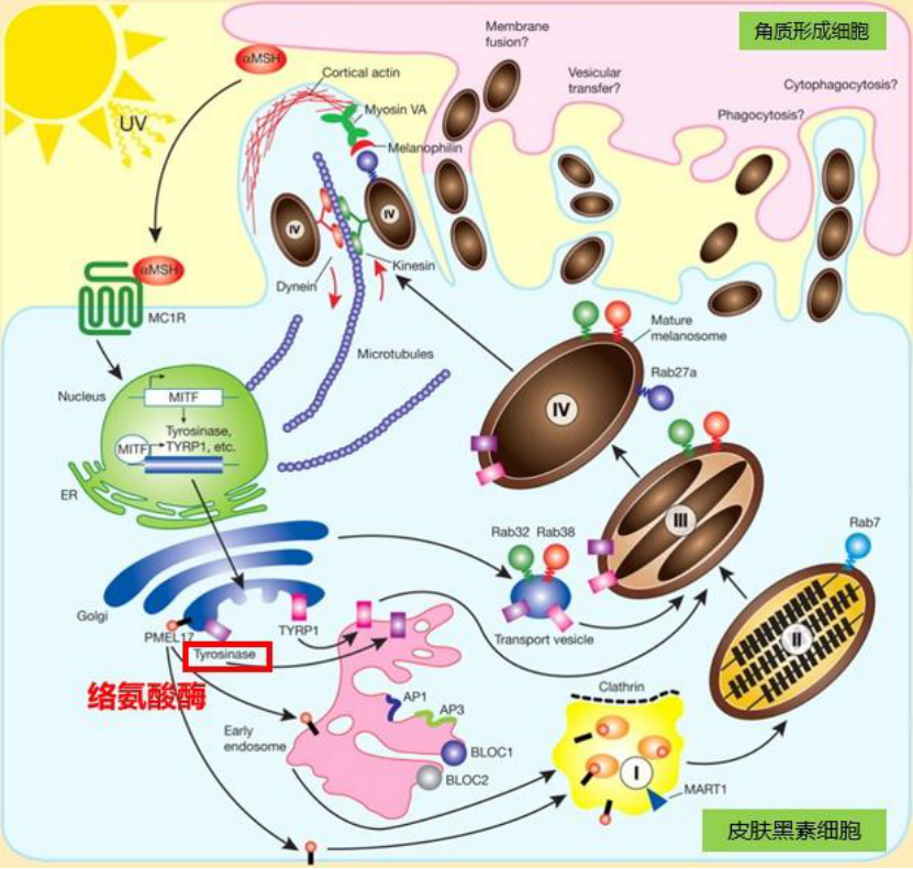 黑质小体图片