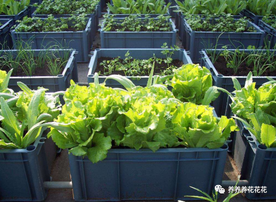 蔬菜|秋季阳台放一些保温箱，种5种蔬菜，整个冬季吃不完，根本不用买