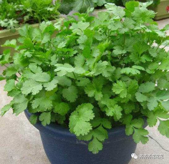 蔬菜|秋季阳台放一些保温箱，种5种蔬菜，整个冬季吃不完，根本不用买