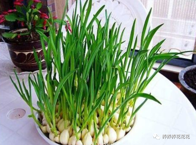 蔬菜|秋季阳台放一些保温箱，种5种蔬菜，整个冬季吃不完，根本不用买