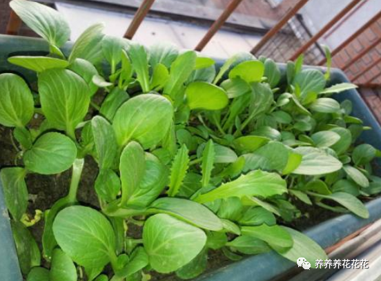 蔬菜|秋季阳台放一些保温箱，种5种蔬菜，整个冬季吃不完，根本不用买