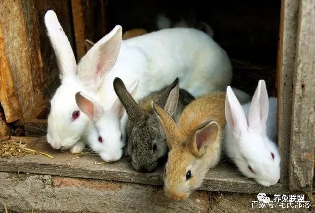 配种|秋季养兔的饲养管理、疾病预防、环境控制等方法