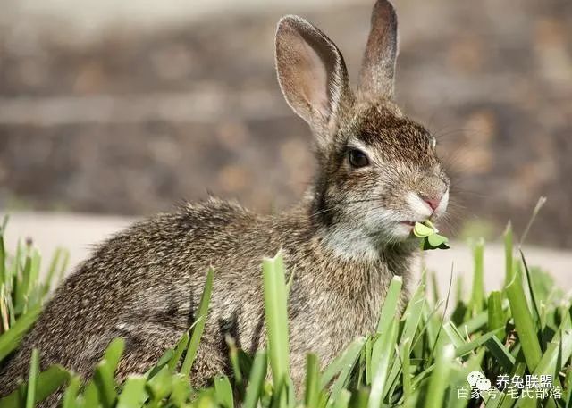 配种|秋季养兔的饲养管理、疾病预防、环境控制等方法