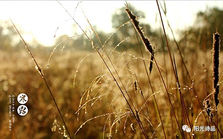 叶紫|似泪珠滴滴清冷【阳光诗品同题第295期】