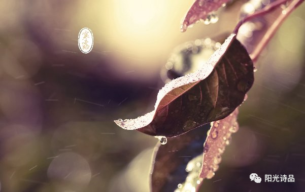 叶紫|似泪珠滴滴清冷【阳光诗品同题第295期】