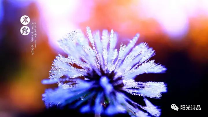 叶紫|似泪珠滴滴清冷【阳光诗品同题第295期】