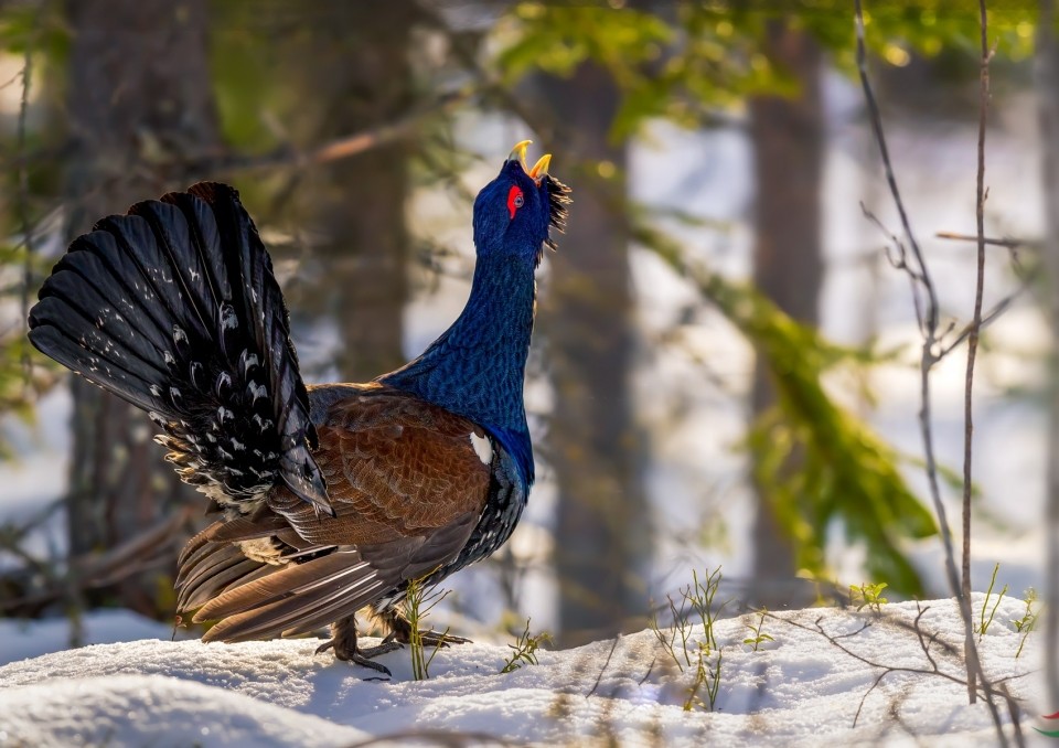 松鸡|家鸡竟和西方松鸡是亲戚！新疆13种野鸡真是神啦！