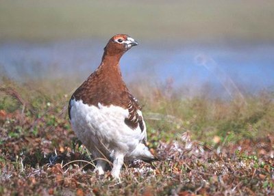 松鸡|家鸡竟和西方松鸡是亲戚！新疆13种野鸡真是神啦！