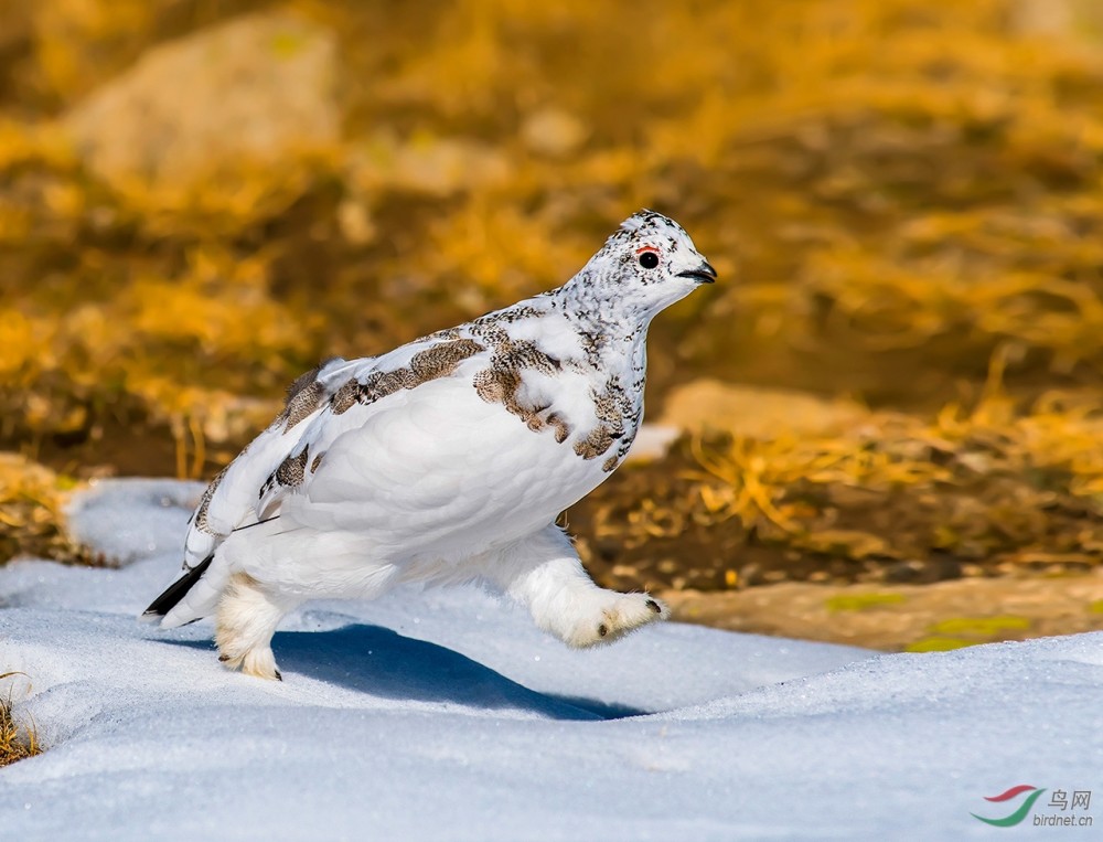 松鸡|家鸡竟和西方松鸡是亲戚！新疆13种野鸡真是神啦！