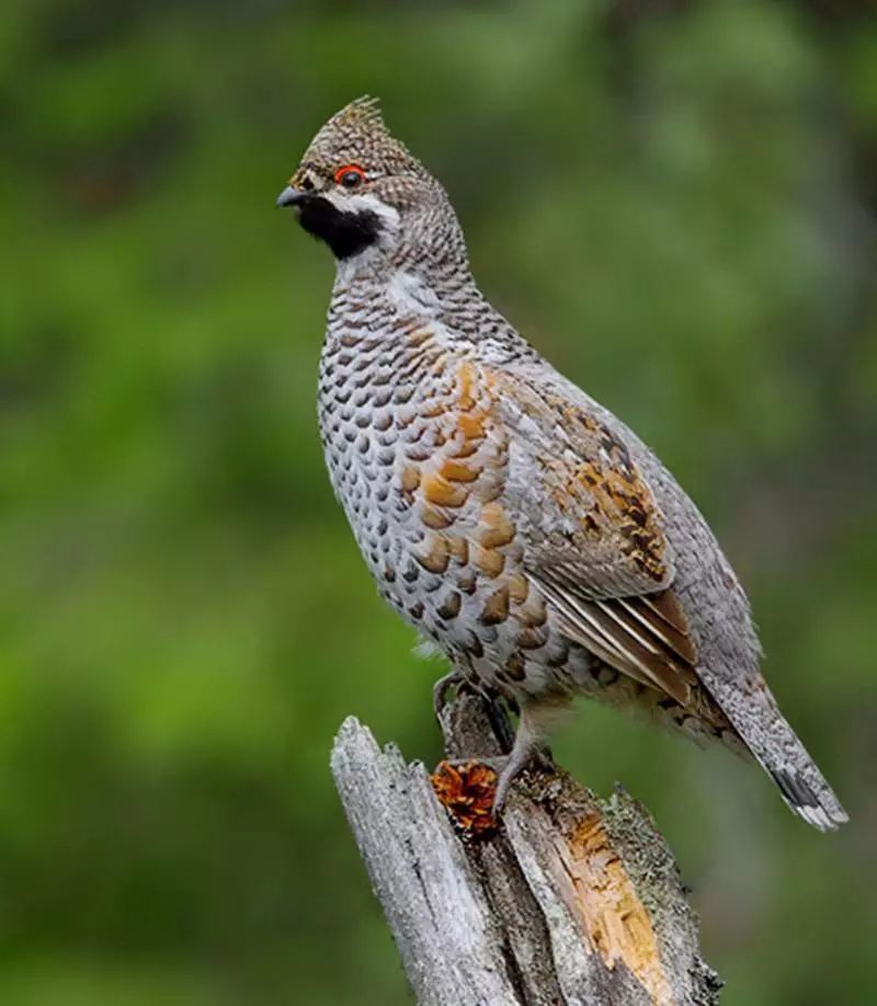 松鸡|家鸡竟和西方松鸡是亲戚！新疆13种野鸡真是神啦！