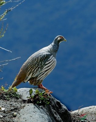 松鸡|家鸡竟和西方松鸡是亲戚！新疆13种野鸡真是神啦！
