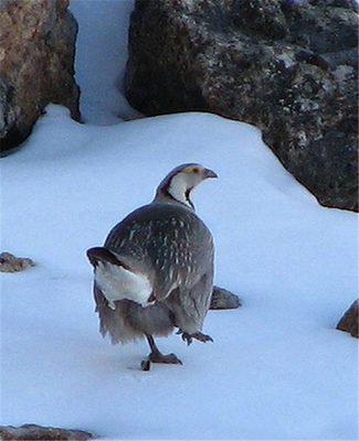 松鸡|家鸡竟和西方松鸡是亲戚！新疆13种野鸡真是神啦！