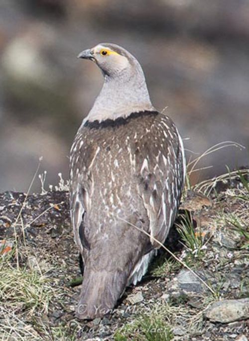 松鸡|家鸡竟和西方松鸡是亲戚！新疆13种野鸡真是神啦！