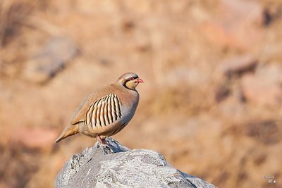 松鸡|家鸡竟和西方松鸡是亲戚！新疆13种野鸡真是神啦！
