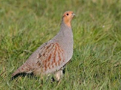 松鸡|家鸡竟和西方松鸡是亲戚！新疆13种野鸡真是神啦！