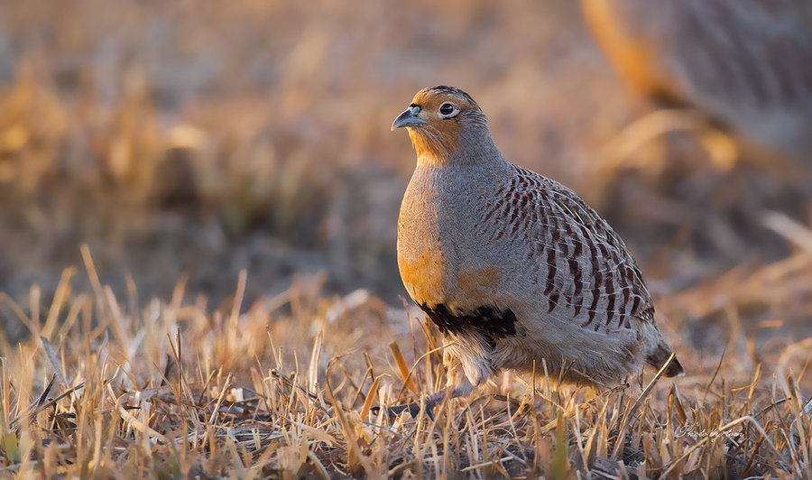 松鸡|家鸡竟和西方松鸡是亲戚！新疆13种野鸡真是神啦！