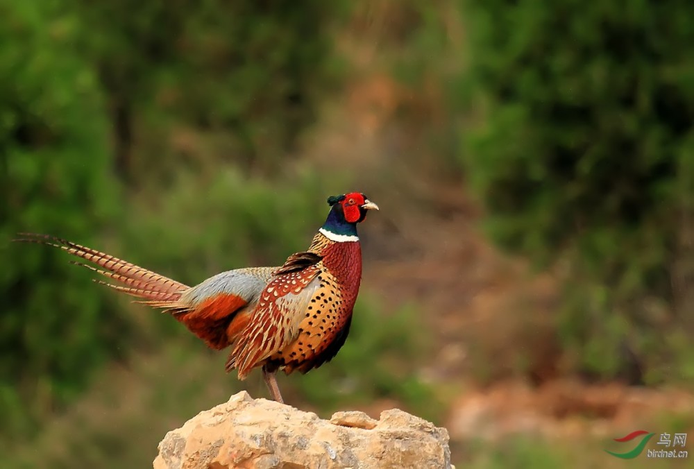 松鸡|家鸡竟和西方松鸡是亲戚！新疆13种野鸡真是神啦！