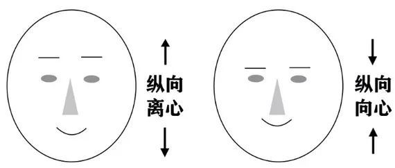 羊就用縱向離心和縱向向心來形容這兩種不同的五官分佈吧比較一下更