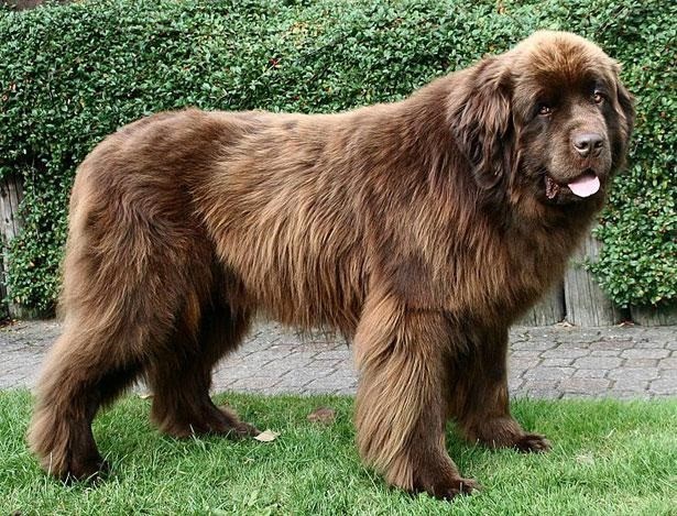 纽芬兰犬,因在水上救援的优秀表现,被授予金质奖章!