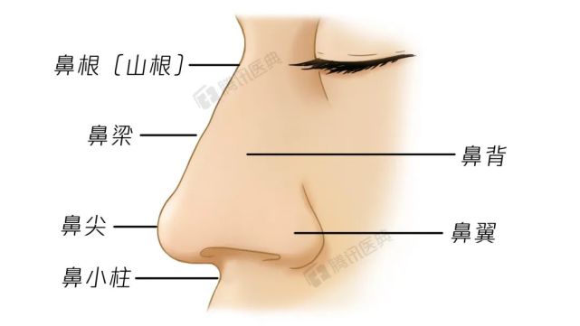 鼻子形似一个正放于面部中央的三棱锥体,由鼻根,鼻梁,鼻尖,鼻背,鼻翼