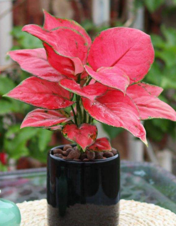 种盆彩叶万年青装饰作用强寓意吉祥如意