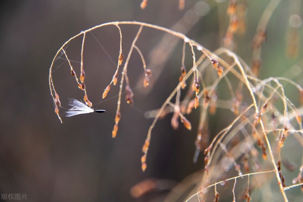 寒露|今日寒露，老话“寒露无雨，百日无霜”是何含义？暖冬还是寒冬