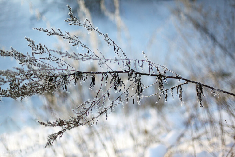 寒露|今日寒露，老话“寒露无雨，百日无霜”是何含义？暖冬还是寒冬