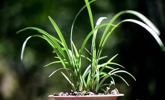 兰花|种植兰花前，一定要用多菌灵泡根吗？兰友：别用错了