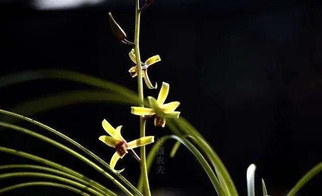 兰花|种植兰花前，一定要用多菌灵泡根吗？兰友：别用错了